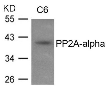 Anti-PPP2CA
