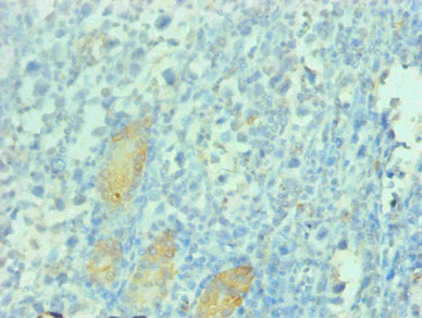 Anti-PGC Monoclonal, clone 1G1H3