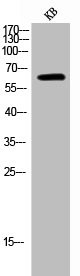 Anti-Phospho-PRKAA1/PRKAA2 (T183/172)