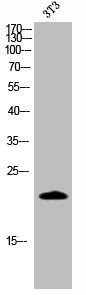 Anti-Cleaved-CASP4 (Q81)