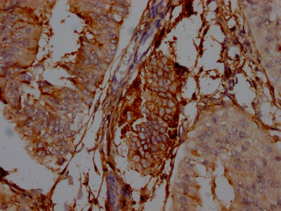 Anti-NT5E Recombinant Monoclonal, clone 6F6