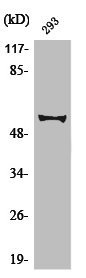 Anti-Phospho-MYC (S62)