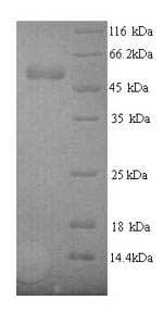 Vascular endothelial growth factor A (VEGFA), rabbit, recombinant