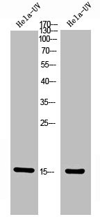 Anti-Phospho-Histone H2A (T121)