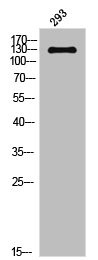 Anti-Phospho-NOS3 (T494)