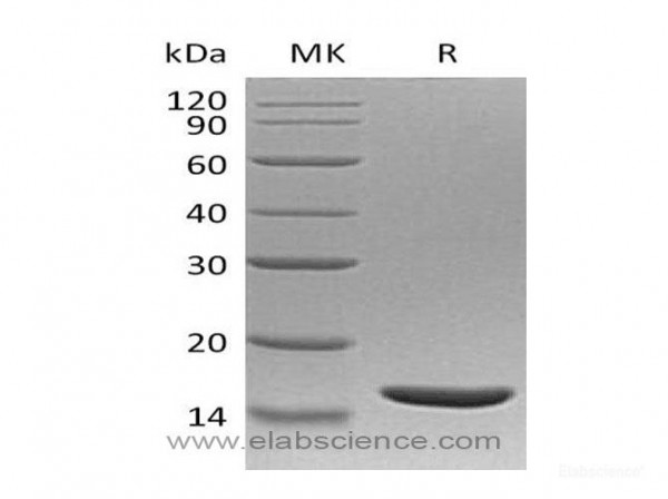 Tumor Necrosis Factor Ss Tnfss Protein Recombinant Human Elabscience Biomol Com