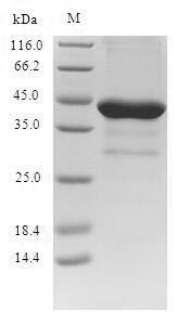 Brain-derived neurotrophic factor (BDNF), partial, human, recombinant