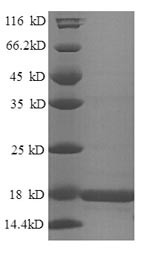 Histone H2B type 1-M (Hist1h2bm), mouse, recombinant
