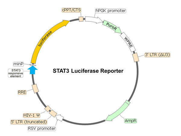 STAT3 Luciferase Reporter Lentivirus