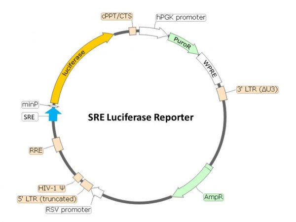 SRE Luciferase Reporter Lentivirus