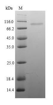 Integrin beta-1 (Itgb1), partial, mouse, recombinant