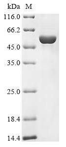 Potassium-transporting ATPase alpha chain 1 (ATP4A), partial, human, recombinant