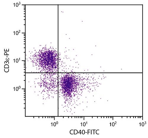 Anti-CD40 (FITC), clone 1C10