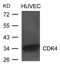 Anti-CDK4