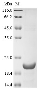 3-Oxo-5-alpha-steroid 4-dehydrogenase 2 (SRD5A2), partial, human, recombinant