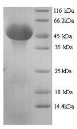 Serpin H1 (Serpinh1), mouse, recombinant