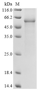 Cytochrome P450 3A4 (CYP3A4), human, recombinant