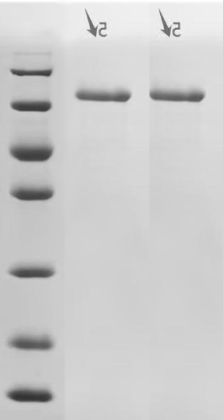 Cadherin-1(CDH1),partial (Active), human, recombinant