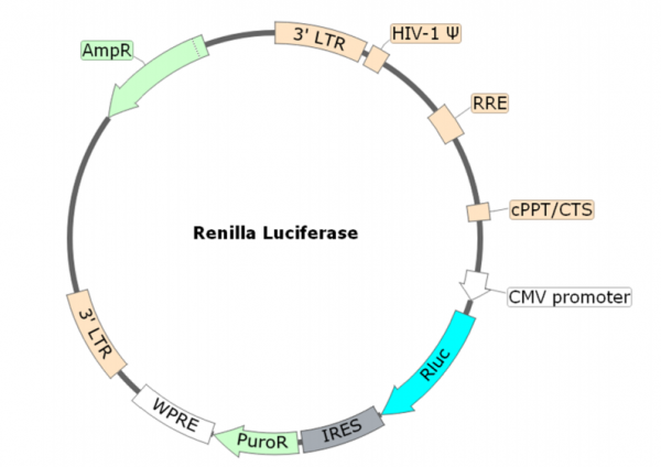 Renilla Luciferase (Rluc) Lentivirus (Puromycin)