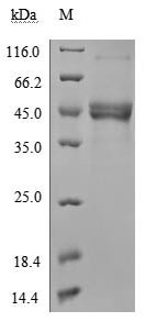 Tumor necrosis factor ligand superfamily member 18 (TNFSF18), partial (Active), human, recombinant