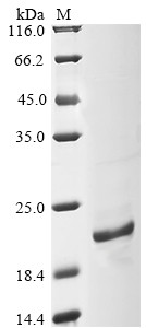 D-dopachrome decarboxylase (Ddt), rat, recombinant