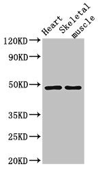 Anti-CD36