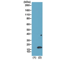 Anti-H3K4me2 / Dimethyl Histone H3 Lysine 4, clone RM135 (recombinant antibody)