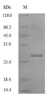 Potassium-transporting ATPase subunit beta (ATP4B), partial, human, recombinant