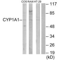 Anti-CYP1A1/CYP1A2