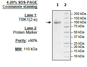 TBK1, GST-tag