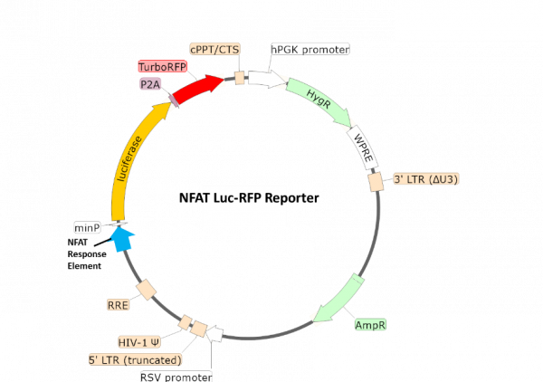 NFAT Luciferase-RFP Reporter Lentivirus