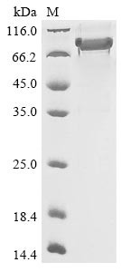 Semaphorin-3B (SEMA3B), human, recombinant