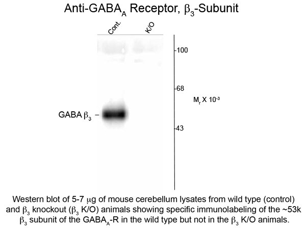 Anti-GABA(A) Receptor beta 3