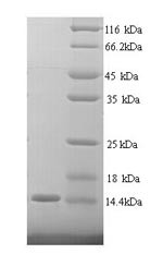 Carcinoembryonic antigen-related cell adhesion molecule 4 (CEACAM4), partial, human, recombinant