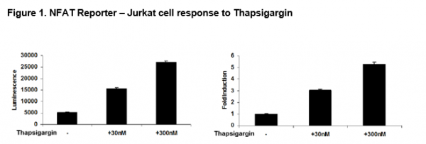 NFAT Reporter (Luc) - Jurkat Cell Line