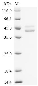 Guanine nucleotide-binding protein G(q) subunit alpha (GNAQ), human, recombinant