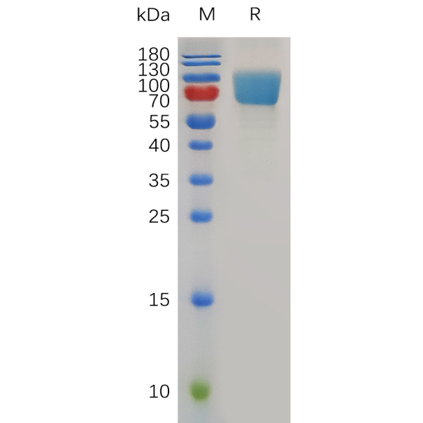 Mouse B7-H2 Protein, hFc Tag