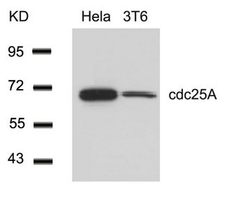 Anti-CDC25A (Ab-76)