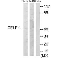 Anti-CELF1