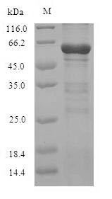 Oxysterols receptor LXR-alpha (NR1H3), human, recombinant