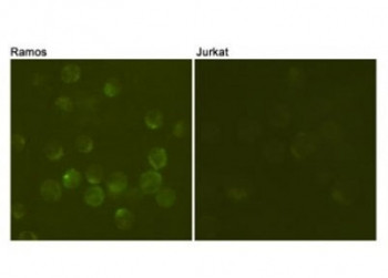 Anti-CD19, clone 3G7-C10