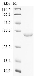 Programmed cell death 6-interacting protein (PDCD6IP), partial, human, recombinant