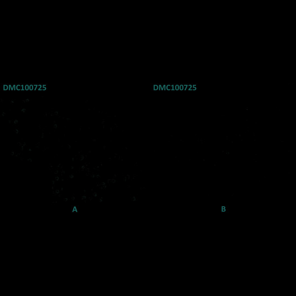 Anti-CD45 antibody(7E1), IgG1 Chimeric mAb