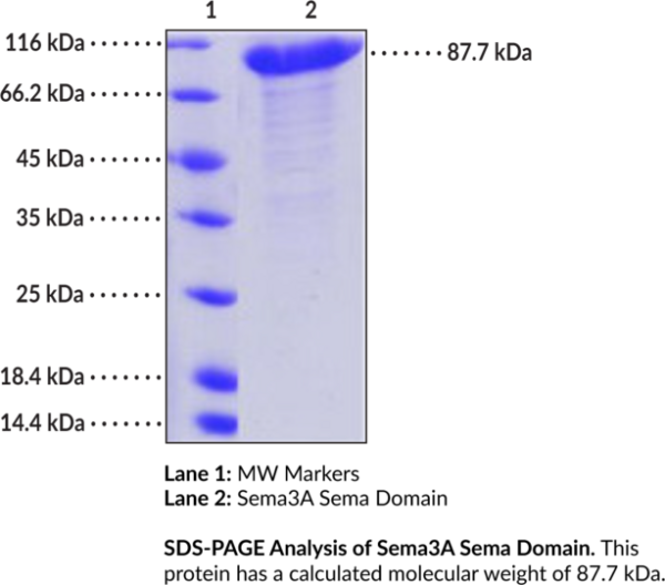 Sema3A Sema Domain (human, recombinant, aa 26-546)