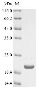 Dipeptidyl peptidase 1 (Ctsc), partial, mouse, recombinant