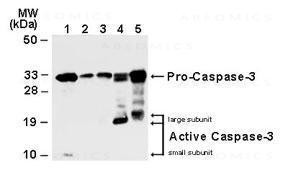 Anti-Caspase-3 (Pro and Active)