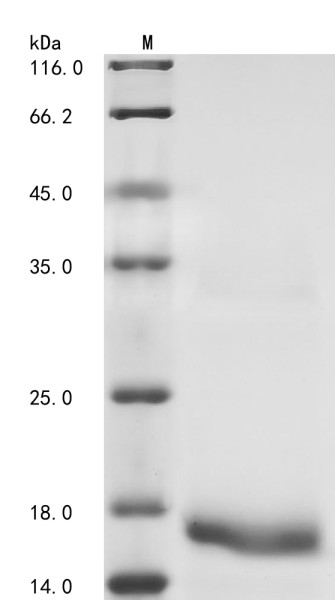 Bone morphogenetic protein 4 (BMP4), human, recombinant