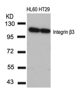 Anti-ITGB3 (Ab-773)