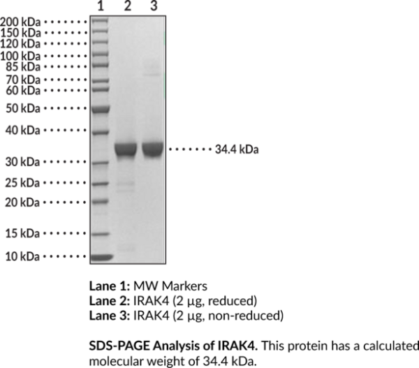 IRAK4 (human, recombinant)