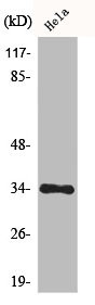 Anti-CDK1/CDK2/CDK3